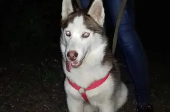 Пропала собака в Кировском районе Казани, РТ