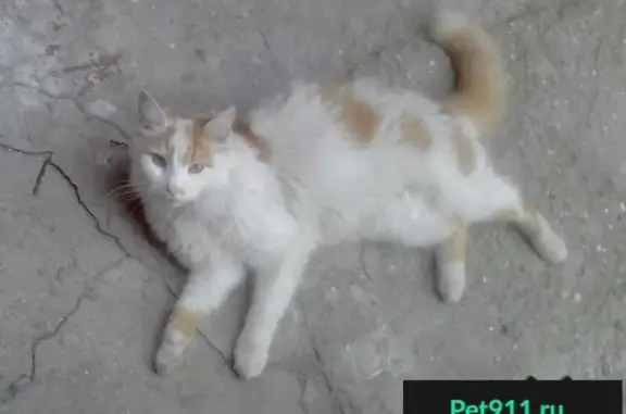 Пропал кот на ул. Пушкина, Симферополь.