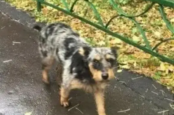 Пропала собака в Марьино, Москва - ищем хозяина!