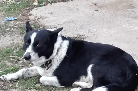 Пропала собака в Куйбышеве, Новосибирская область