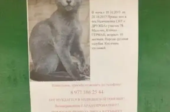 Пропала кошка в Немчиновке