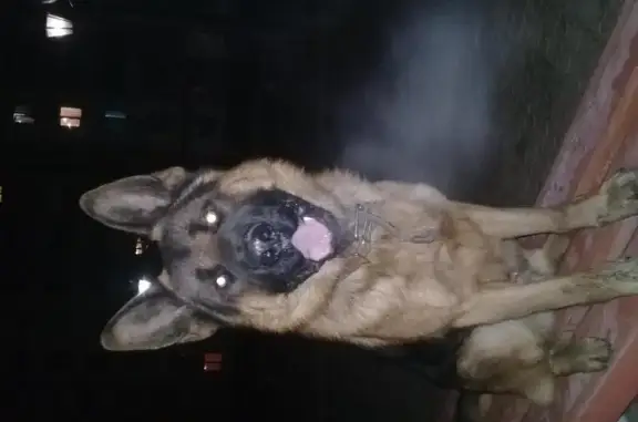 Пропала собака Милан в районе Шишковка, Улан-Удэ