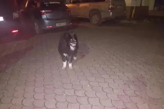 Найден черный пес с белыми лапами в Балашихе