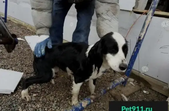 Пропавшая собака найдена в Гурьевске