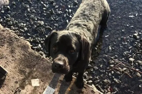 Пропала собака в Ленинском районе: помогите найти!