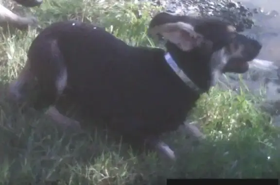 Пропала собака Майя возле дома 61 на Курортном проспекте, Сочи.