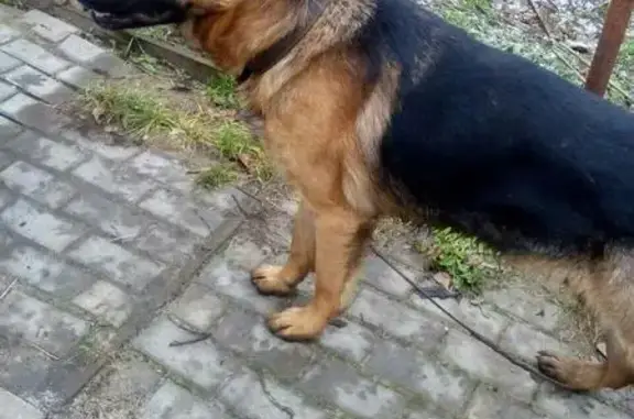 Найден пёс немец в Муроме, ищем хозяина.
