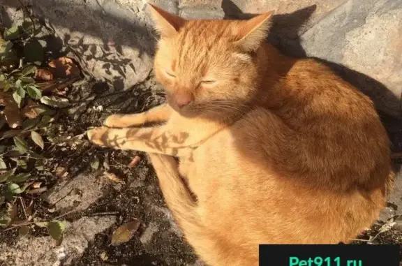 Пропала кошка в Магнитогорске, у Магнита на Правде 50