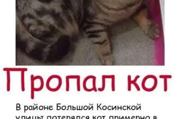 Пропал кот Тоша в Косино, Москва.