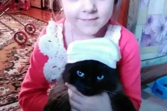 Кошки потеряшки, Сотниково, фото: Потеряшка кошка в селе Сотниково, Бурятия