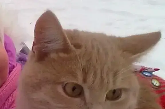 Пропал кот с надорванным ухом в Казани
