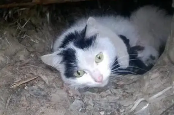 Найдена кошка с котятами в Тольятти