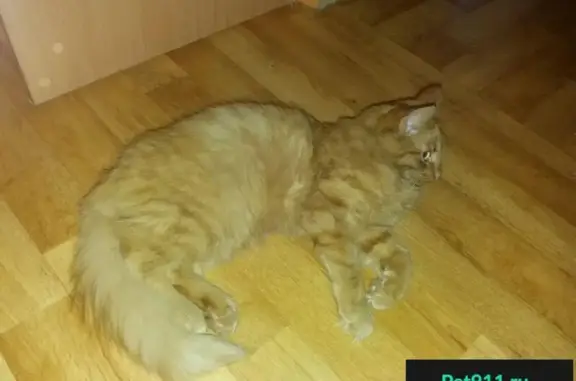 Найден рыжий кот в Уфе