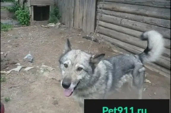 Собака серо-белого окраса найдена в поселке Волжском, Кострома.