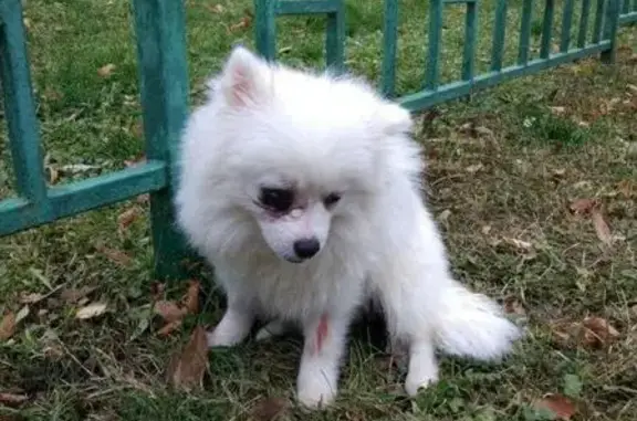 Пропала собака, найден белый щпиц по адресу Москва Сумской пр-д, 2к3.
