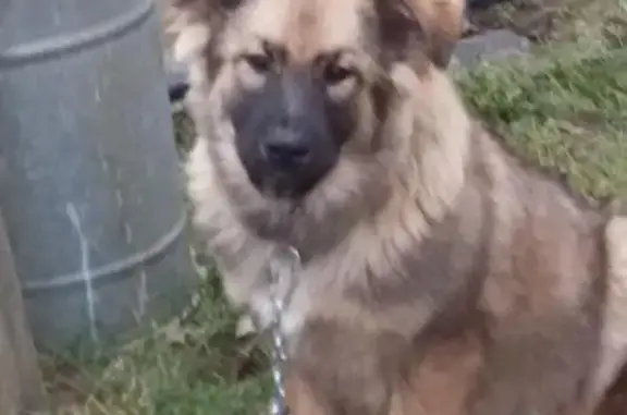 Пропала собака, найдена в Ногинском районе