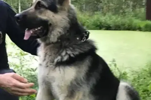 Пропала собака в лесу Чеховского округа