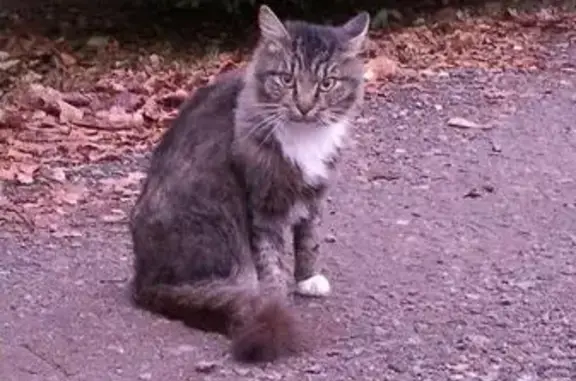 Пропала кошка, найден кот в д. Ламишино около снт Парус (Истра)