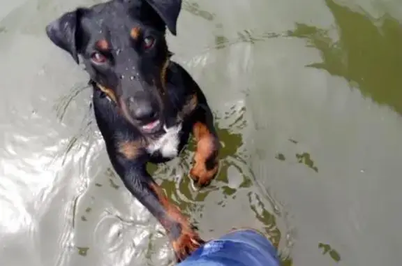 Собаки потеряшки, Суджанский район, фото: Потеряшка собака в лесу у деревни Погребки, Курская область