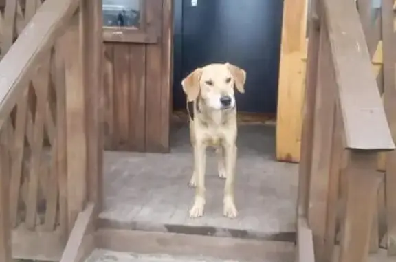 Собака найдена в лесу Московской области.