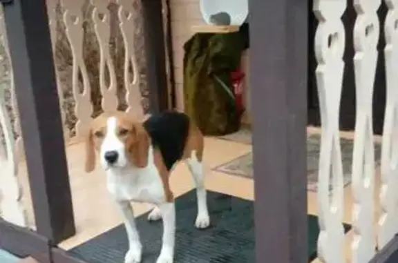 Найдена собака в СНТ Муравей, Чеховский район