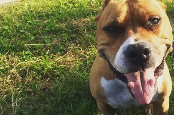 Собаки потеряшки, Волковское, фото: Потеряшка собака в деревне Гурьево, Калужская область