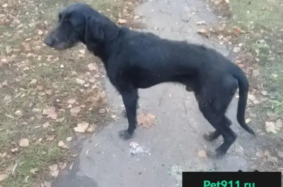 Пропала собака на ул. Мичуринской, 114, Тамбов.