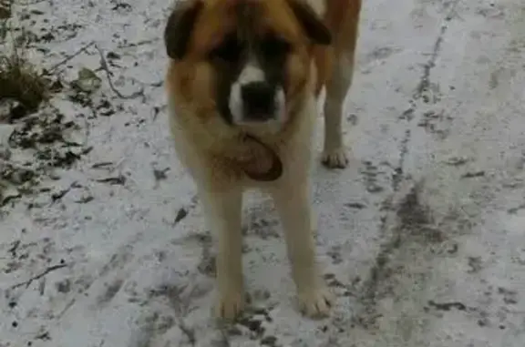 Найдена собака в Перми: ищем хозяев!