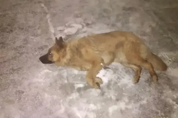 Найдена собака на ул. Пригородной, Кировский район