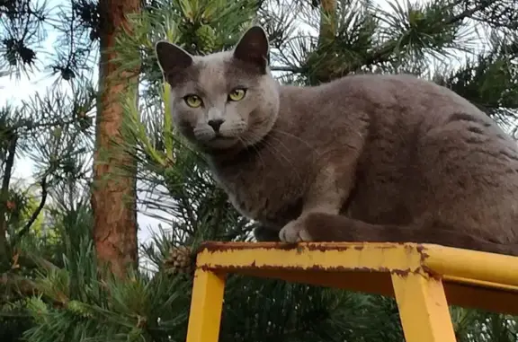 Пропала кошка Вася в деревне Рыбаки, Московская область