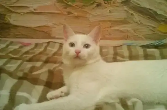 Найдена белая кошка в Химках