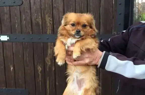 Собачка найдена в Свитино, Клёновское, Москва