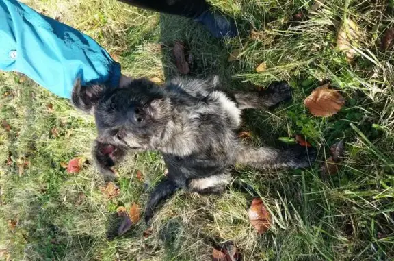 Пропала собака Айрис в Подольске, Московская область