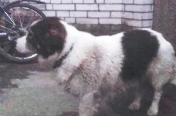 Найдена собака на Таллинской улице