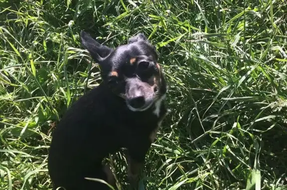 Собаки потеряшки, кирпичного завода, фото: Потеряшка собака в поселке Кирпичного завода