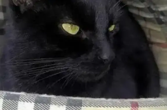 Пропала ласковая кошка черного окраса в Истре, Московская область