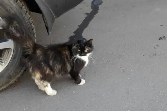 Пропала кошка, найдена в Ильменском проезде 9/11, Москва