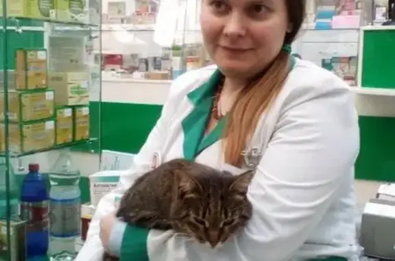 Найдена домашняя кошка в аптеке на Тушинской, ищем хозяина