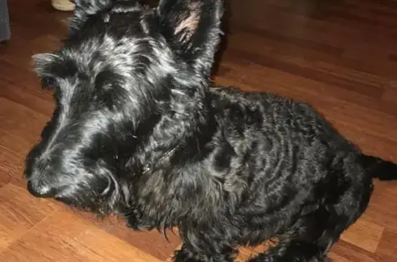 Найдена собака в Истринском районе, ищем хозяев