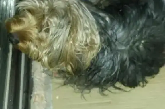 Собака найдена в ДНП Наша Дача, Екатеринбург