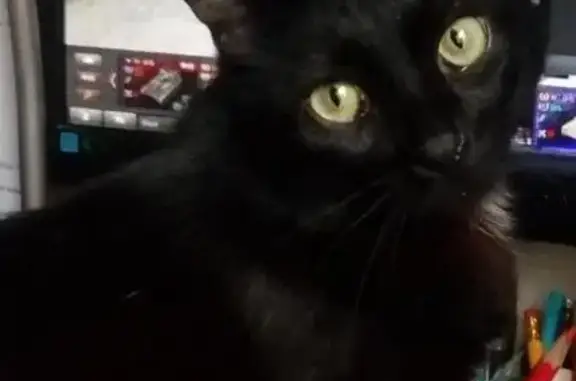 Пропал черный кот Аляс в Бирюлево Западное