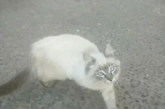 Пропала кошка, найдена на ул. Соловьева 4, Кучино.