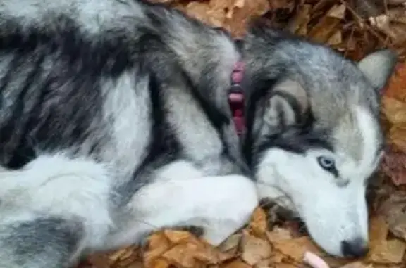 Пропала собака на улице Севанской, найдена и забрана домой в Москве