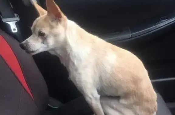 Пропала и найдена собака в Янго-Ауле, Астраханская область