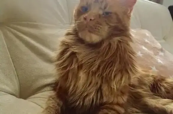 Кошки потеряшки, Полково, фото: Потеряшка кошка в деревне Полково, Рязанская обл.