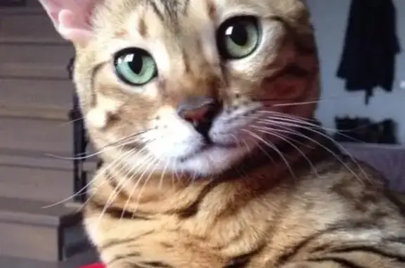 Кошки потеряшки, Лечищево, фото: Потеряшка кошка в деревне Лечищево, Московская область