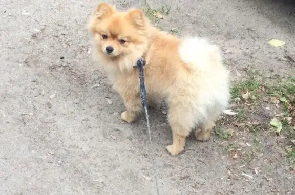 Пропала собака в д. Быково, Малоярославецкий район, вознаграждение.