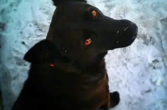 Пропала собака в Майдарово, МО: метис Немецкой овчарки, яркие глаза и пятнистый язык.