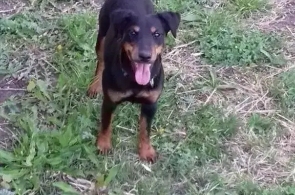 Пропала собака в Солнечногорске, р-он Рекинцо, есть клеймо!