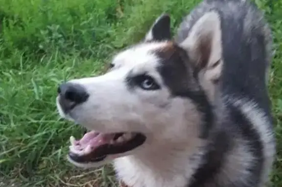 Пропала собака в Ульяновске, микрорайон Верхняя Терраса